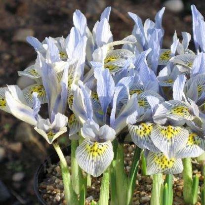 Reticulate Iris Katharine Hodgkin in the GardenTags plant encyclopedia