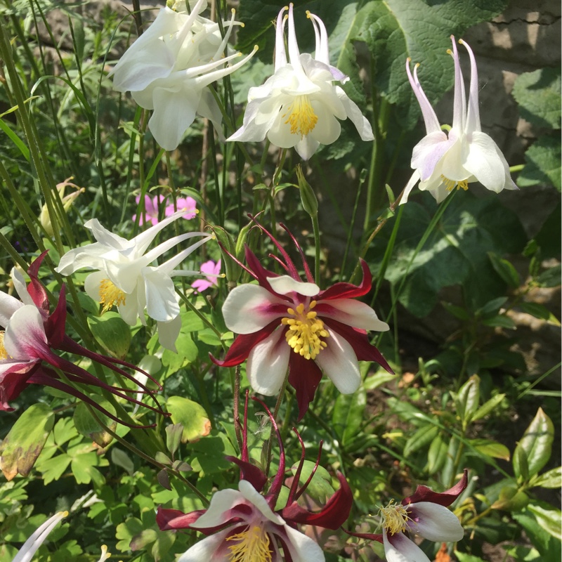 Columbine in the GardenTags plant encyclopedia