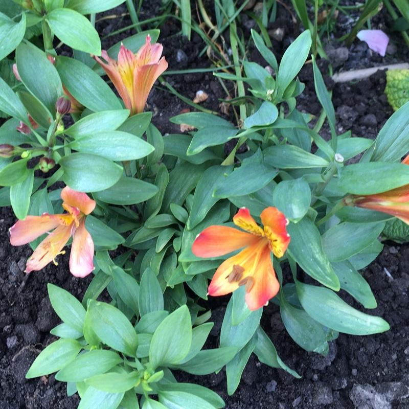 Peruvian Lily Inca Mambo in the GardenTags plant encyclopedia