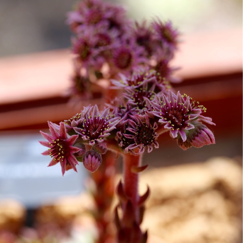 Sempervivum Mahogany in the GardenTags plant encyclopedia