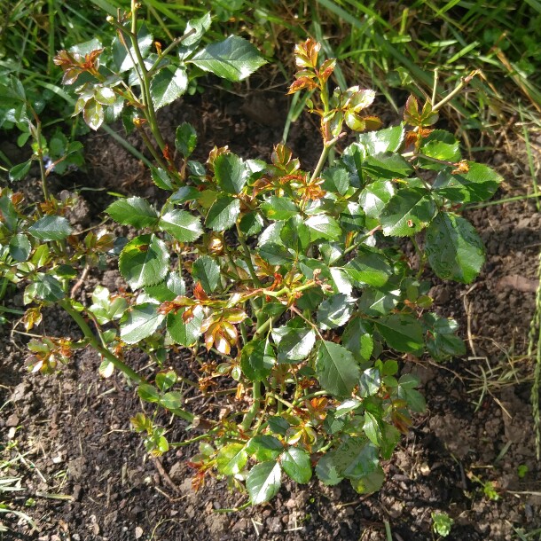 Rose Apricot Drift (Ground Cover) in the GardenTags plant encyclopedia