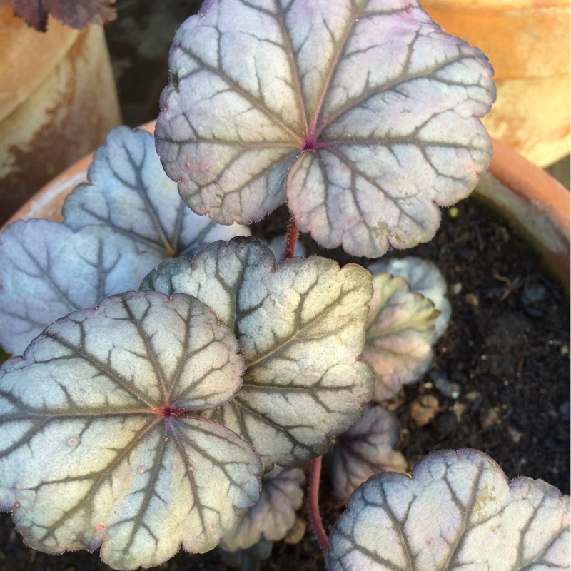 Alumroot Sugar Plum in the GardenTags plant encyclopedia