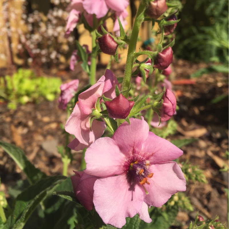 Mullein Pink Kisses in the GardenTags plant encyclopedia