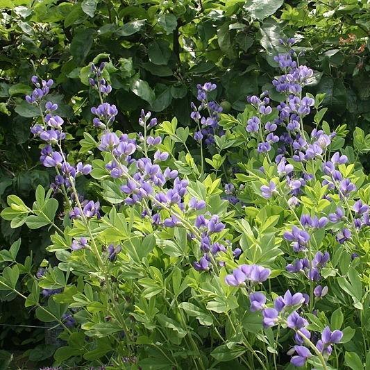 Blue False Indigo in the GardenTags plant encyclopedia