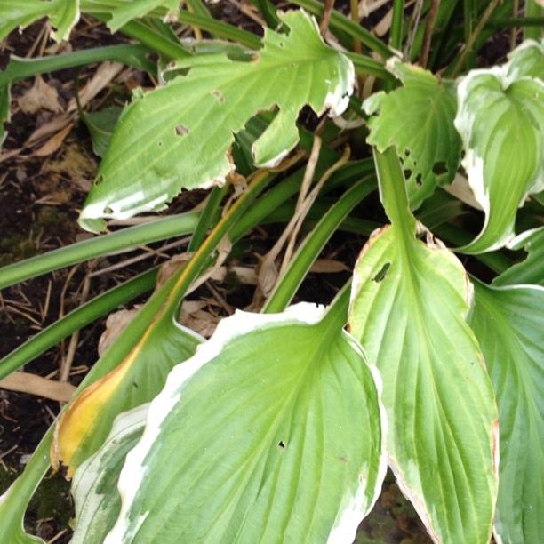 Plantain Lily Antioch in the GardenTags plant encyclopedia