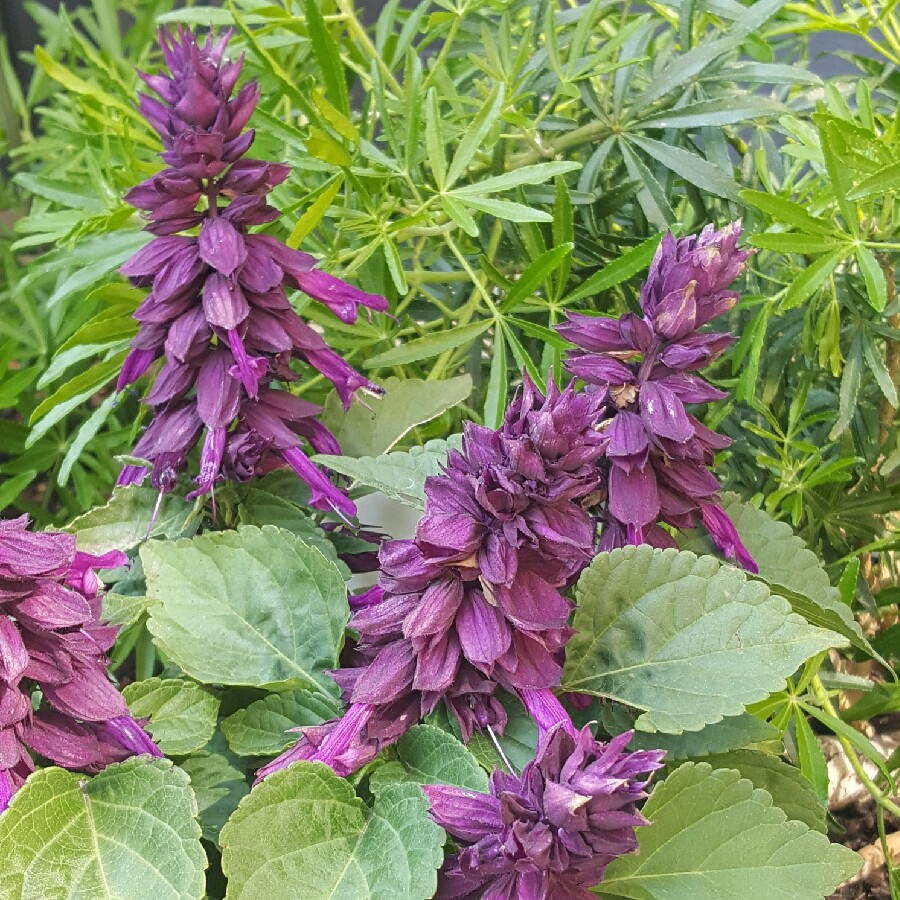 Salvia Sizzler Purple in the GardenTags plant encyclopedia