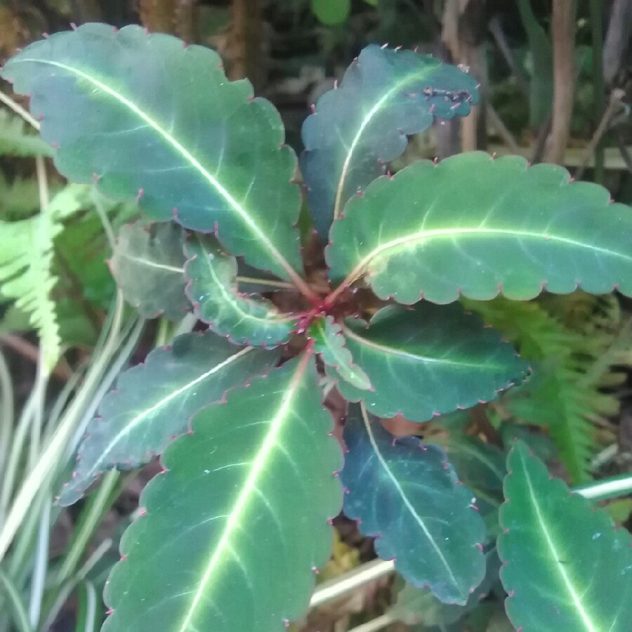 Hardy Impatiens in the GardenTags plant encyclopedia