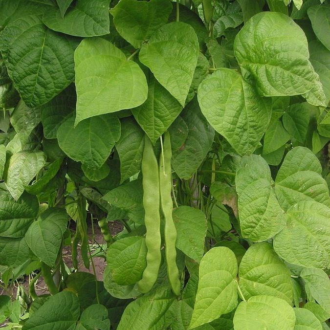 Climbing French Bean Purple King in the GardenTags plant encyclopedia