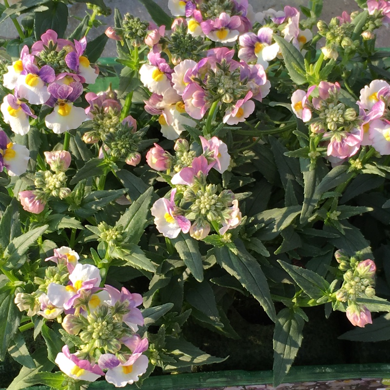 Nemesia Blueberry Ripple in the GardenTags plant encyclopedia