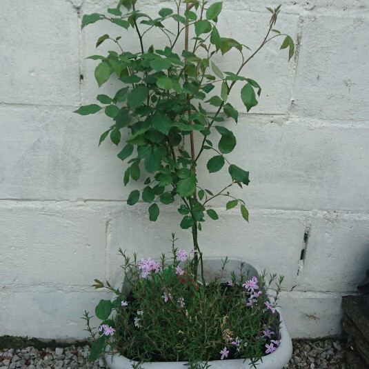 Rose Pauls Scarlet in the GardenTags plant encyclopedia