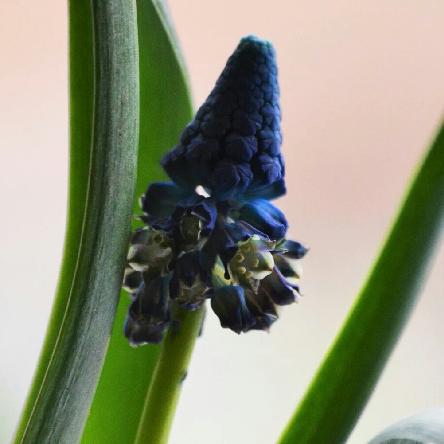 Bellevalia paradoxa in the GardenTags plant encyclopedia