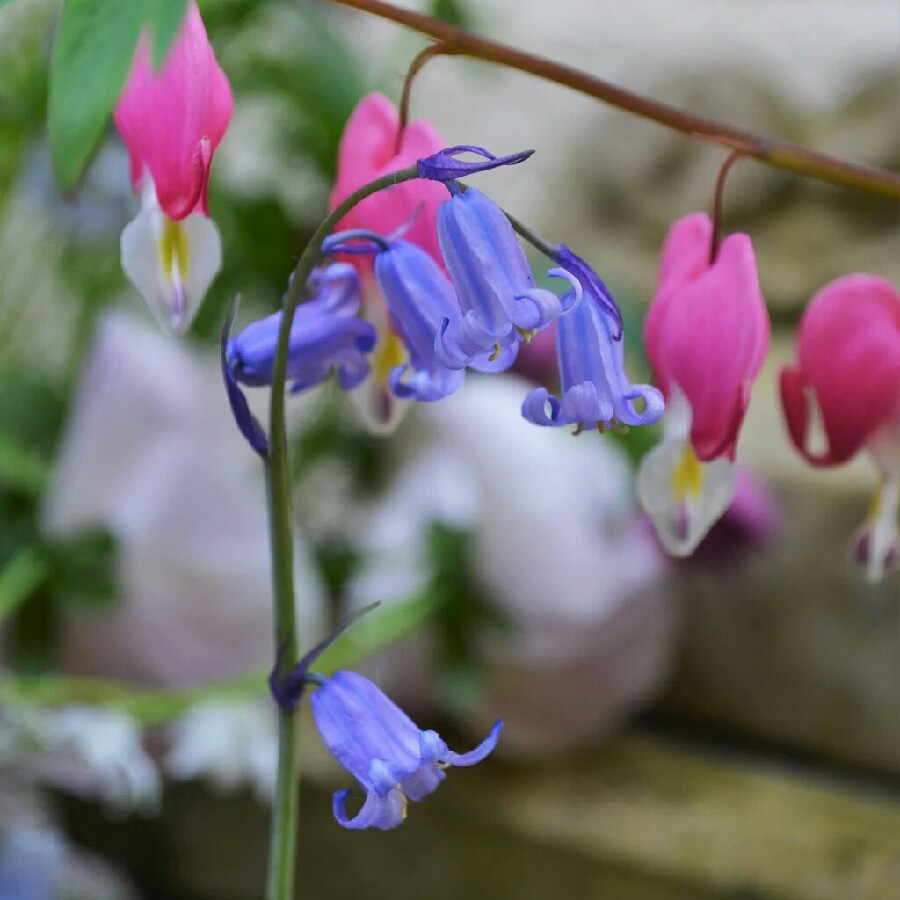 English Bluebell Wavertree in the GardenTags plant encyclopedia