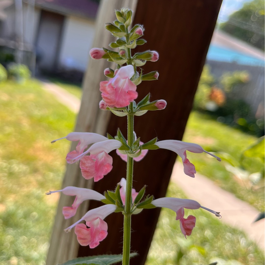 Salvia Pink Dawn in the GardenTags plant encyclopedia