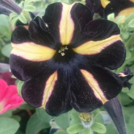 Petunia Phantom in the GardenTags plant encyclopedia