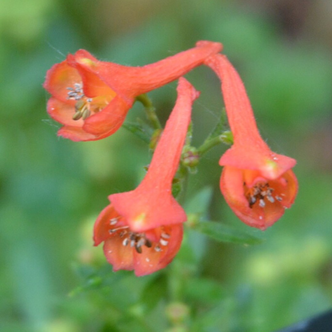 Delphinium Redcap in the GardenTags plant encyclopedia