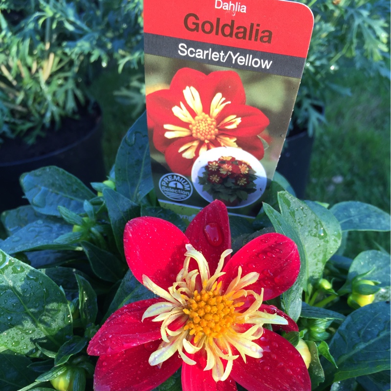 Dahlia Goldalia Scarlet (Collerette) in the GardenTags plant encyclopedia