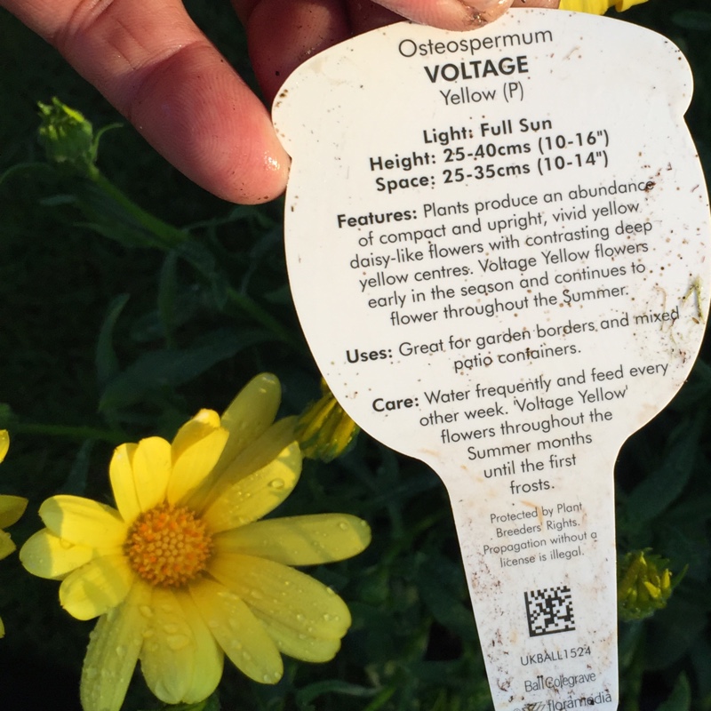 African daisy Voltage Yellow in the GardenTags plant encyclopedia