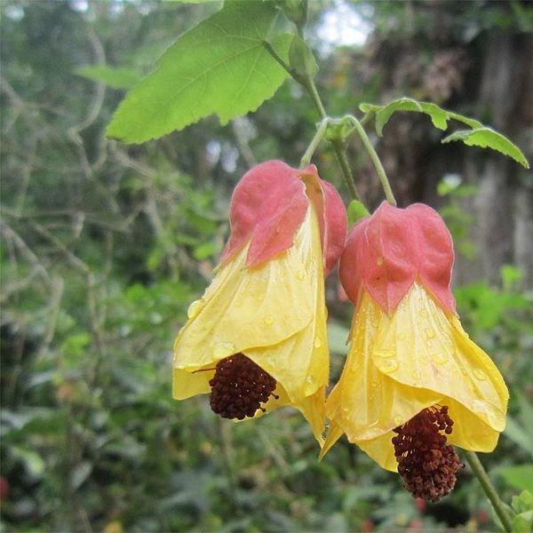 Flowering Maple Kentish Belle in the GardenTags plant encyclopedia