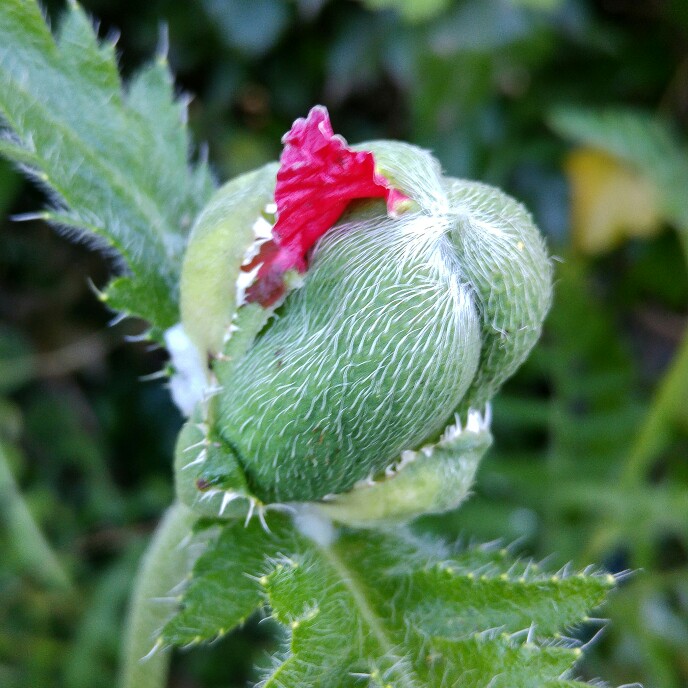 Oriental Poppy Beauty of Livermere in the GardenTags plant encyclopedia