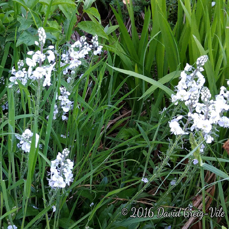 Gentian Speedwell Tissington White in the GardenTags plant encyclopedia