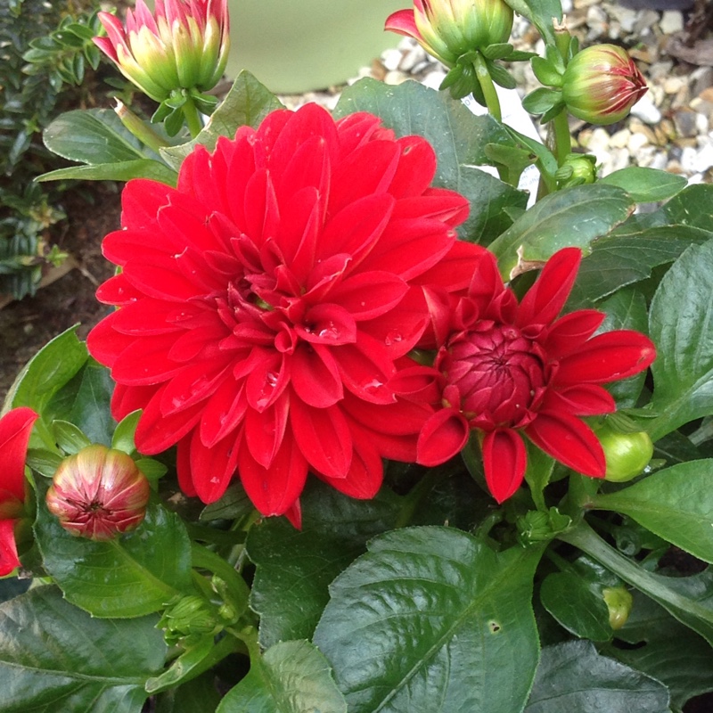 Dahlia Labella Piccolo Coral (Bedding) in the GardenTags plant encyclopedia