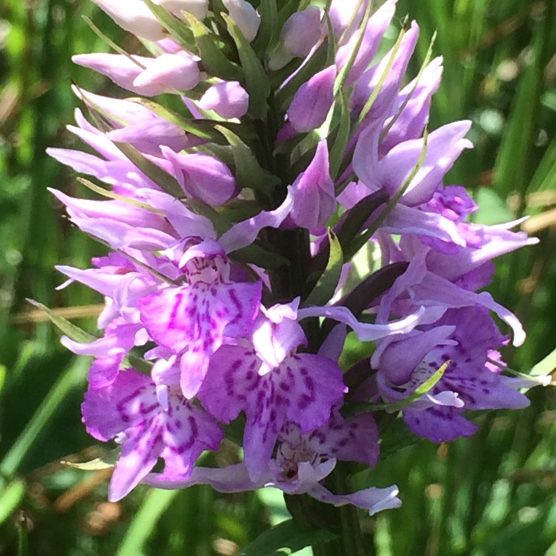 Hybrid Marsh Orchid in the GardenTags plant encyclopedia