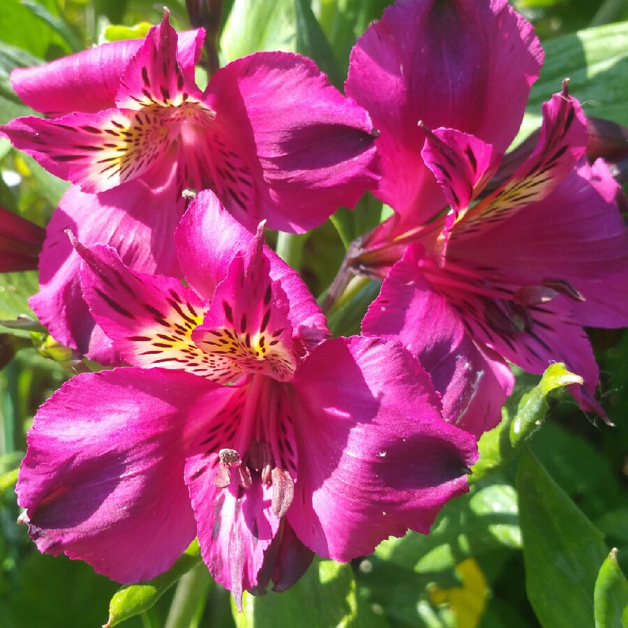 Peruvian Lily Pandora in the GardenTags plant encyclopedia