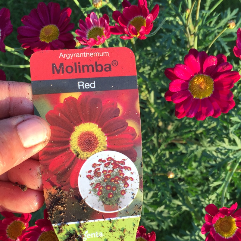 Marguerite Daisy Molimba® Red in the GardenTags plant encyclopedia