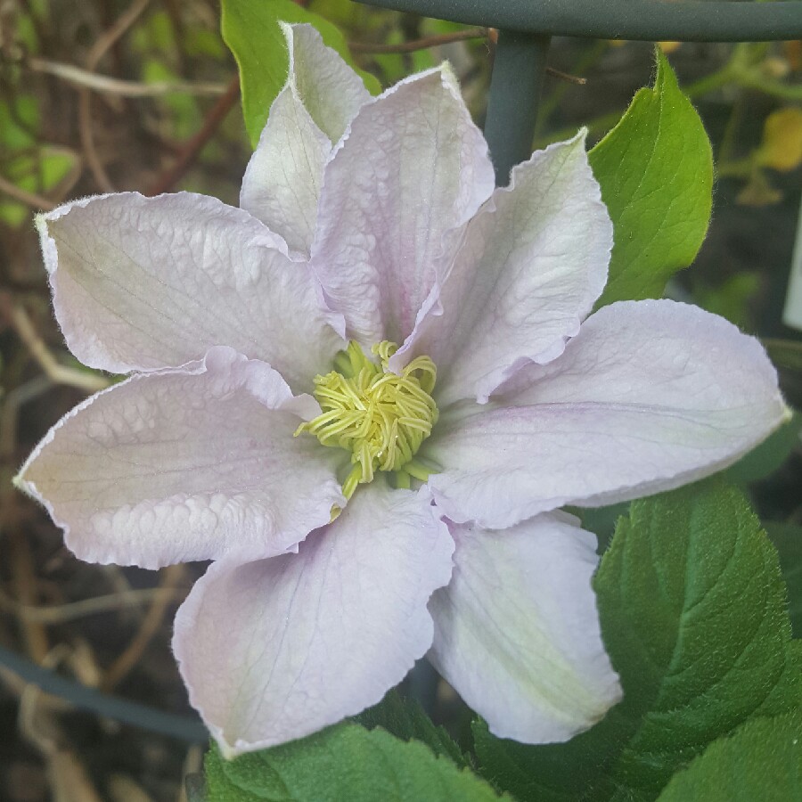 Clematis Chelsea in the GardenTags plant encyclopedia