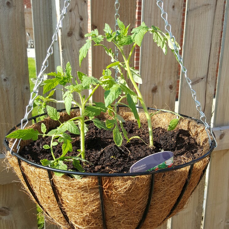 Trailing Tomato Tumbler (Trailing Cherry Tomato) in the GardenTags plant encyclopedia