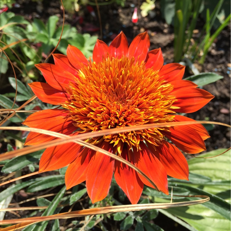 Treasure Flower Sunbather in the GardenTags plant encyclopedia