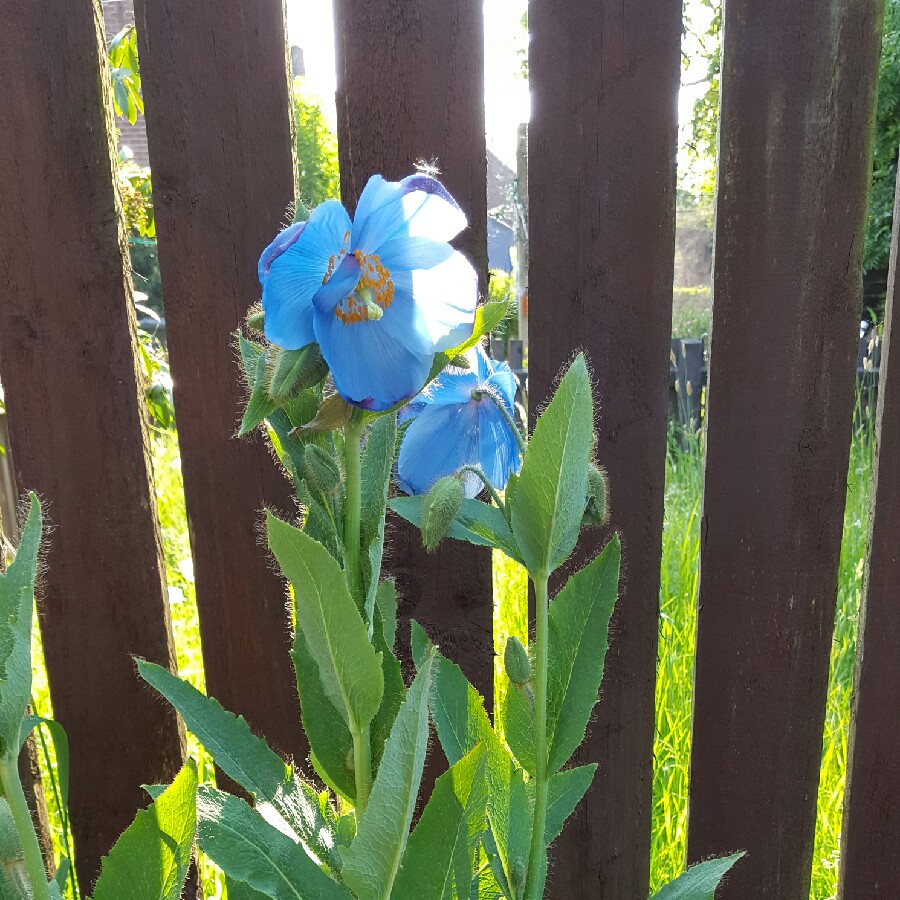 Himalayan Poppy Longjohn in the GardenTags plant encyclopedia