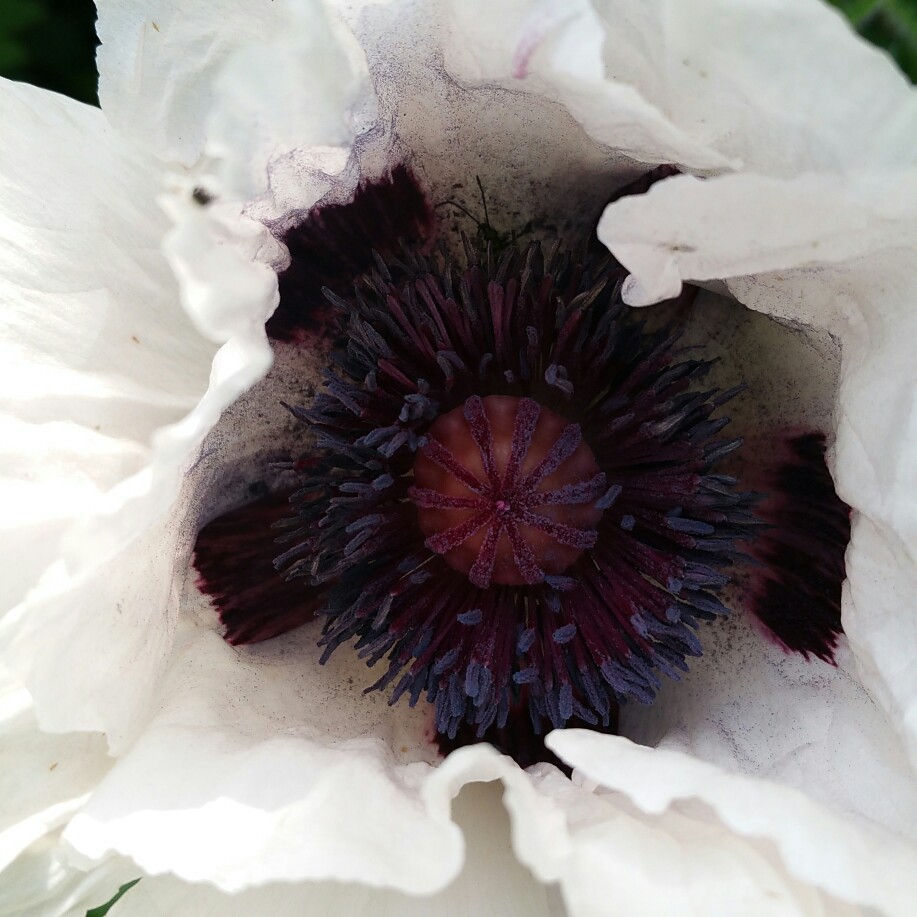 Oriental Poppy Perrys white in the GardenTags plant encyclopedia