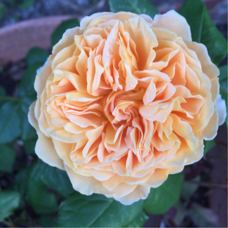 Rose Crown Princess Margareta (Shrub) in the GardenTags plant encyclopedia