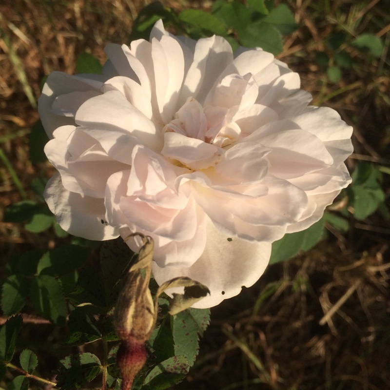 Old Rose Stanwell Perpetual in the GardenTags plant encyclopedia