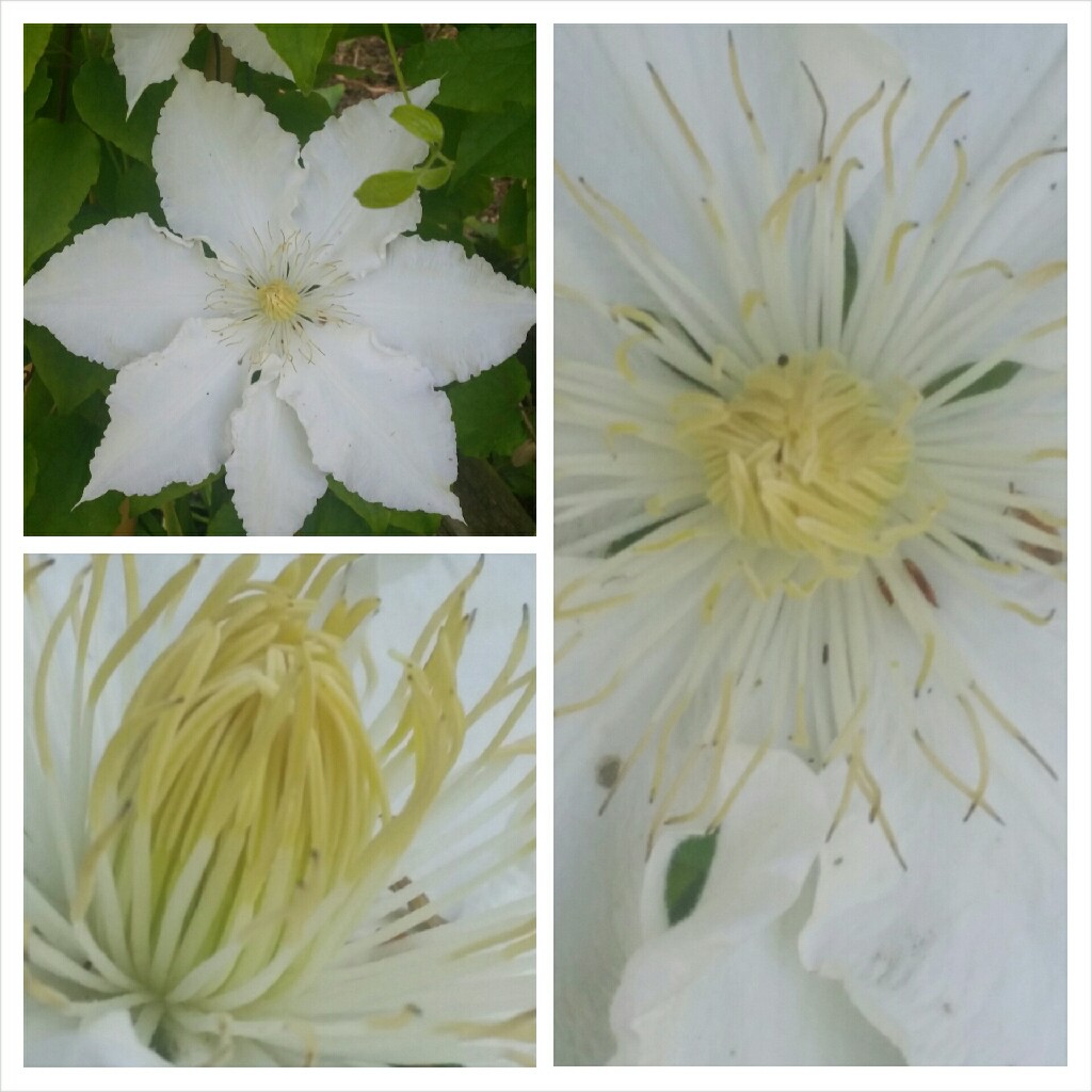 Clematis Gillian Blades in the GardenTags plant encyclopedia