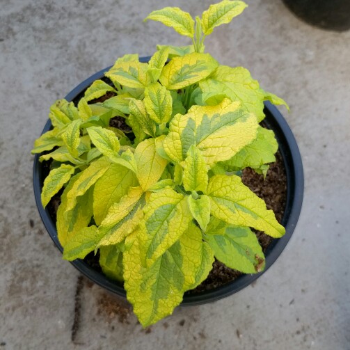 Cistus Mickie in the GardenTags plant encyclopedia