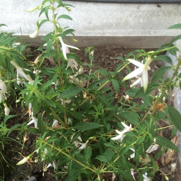 Fuchsia Hawkshead in the GardenTags plant encyclopedia