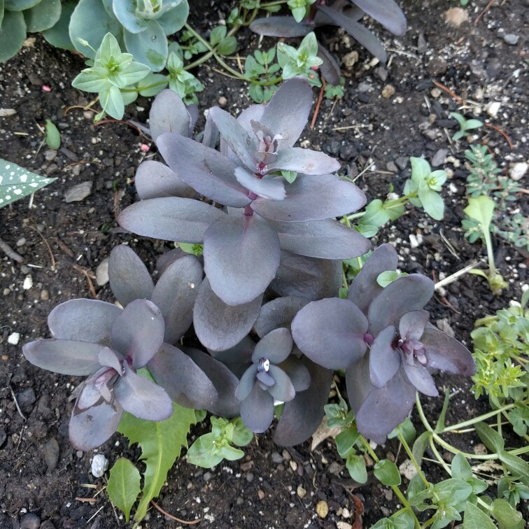 Stonecrop Desert Black in the GardenTags plant encyclopedia