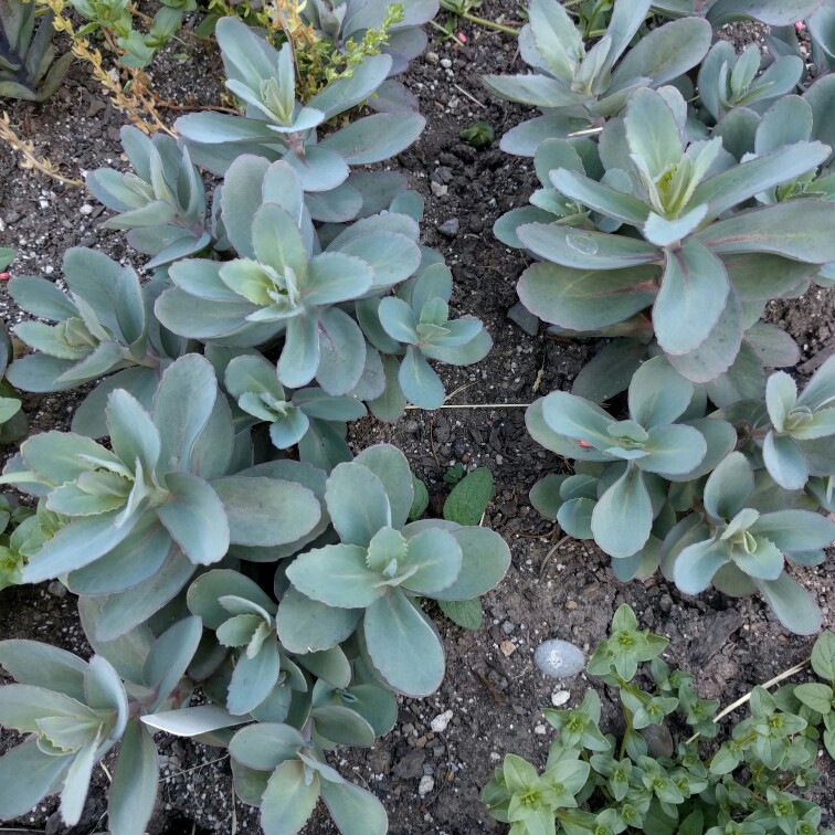 Sedum Telephium 'Marina', Stonecrop 'Marina' in GardenTags plant ...