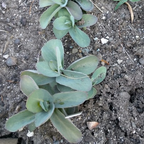 Stonecrop Dynomite in the GardenTags plant encyclopedia