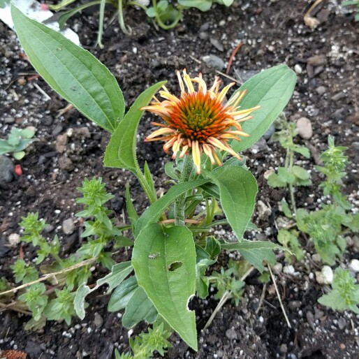 Coneflower Big Kahuna in the GardenTags plant encyclopedia