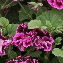 Pelargonium Royal Surprise (Regal) in the GardenTags plant encyclopedia