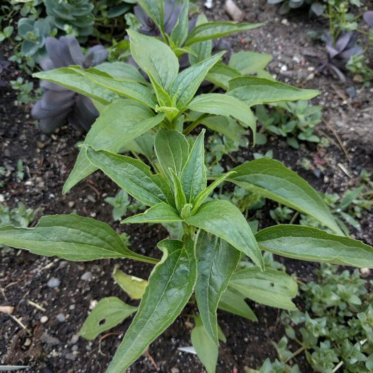 Coneflower Pink Poodle in the GardenTags plant encyclopedia