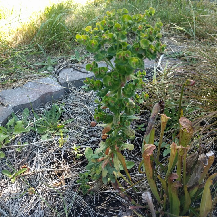 Wood Spurge Golden Glory in the GardenTags plant encyclopedia