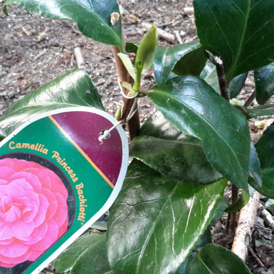 Camellia Princess Bachiotti in the GardenTags plant encyclopedia