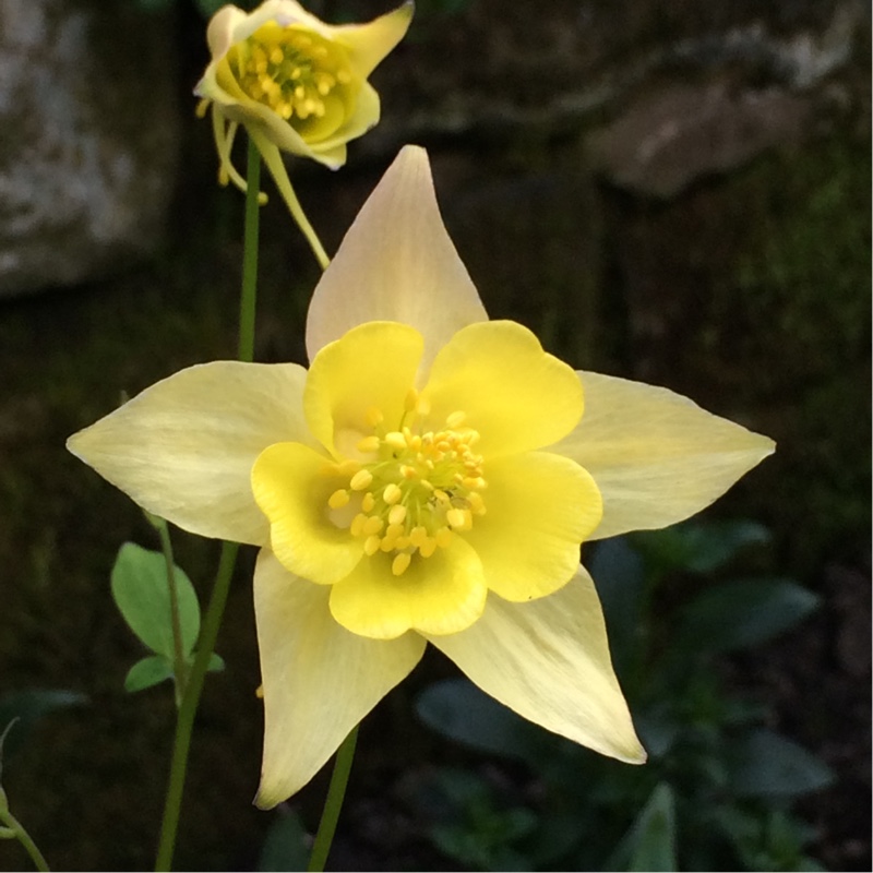 Columbine Swan Yellow in the GardenTags plant encyclopedia