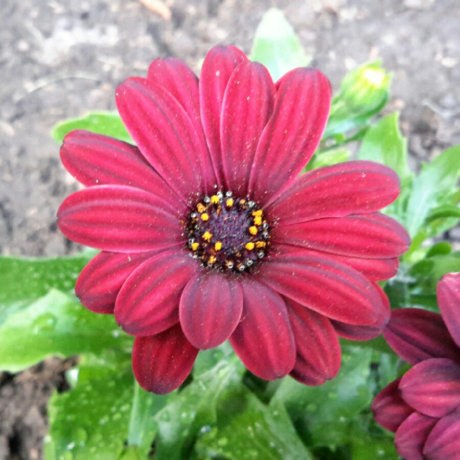 African Daisy Serenity Red in the GardenTags plant encyclopedia