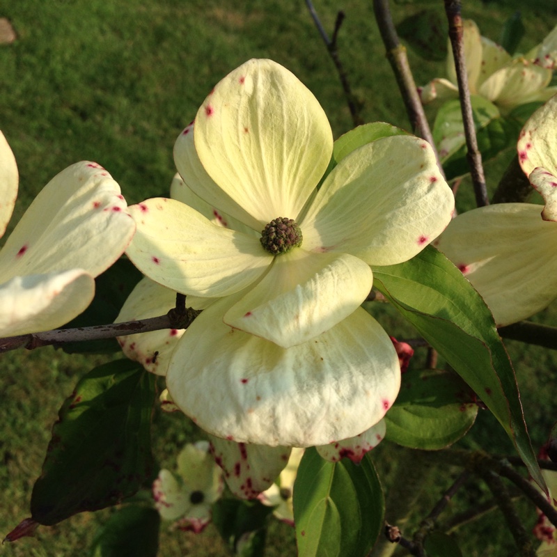 Flowering Dogwood in the GardenTags plant encyclopedia