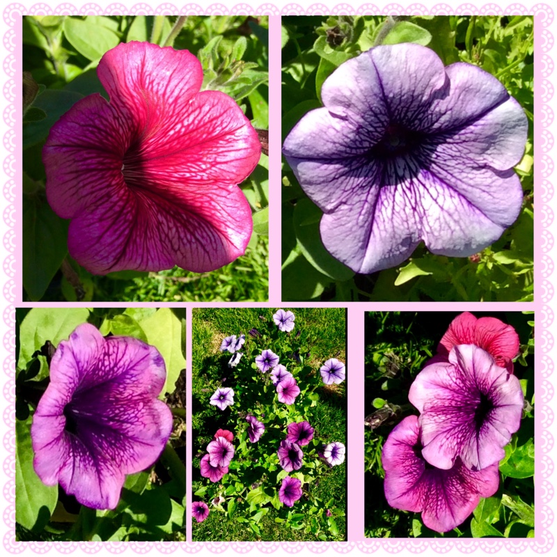 Petunia in the GardenTags plant encyclopedia